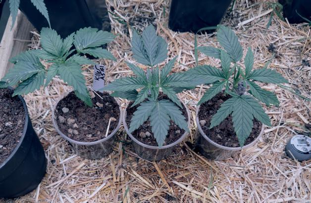 ACE Seeds Pheno Hunt: Killer A5 & Congo. Week 4