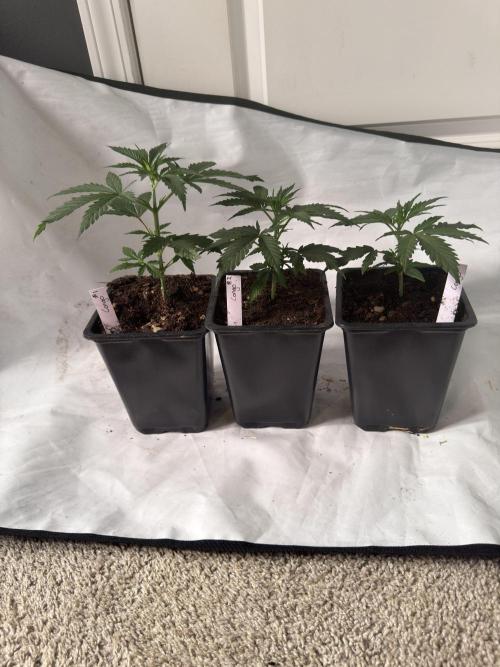 ACE Seeds Pheno Hunt: Killer A5 & Congo. Week 4 - Congo! #1 being noticeably taller than #2 & #3
