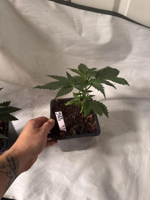 ACE Seeds Pheno Hunt: Killer A5 & Congo. Week 4 - Killer A5 Pheno (missing pic of all 3 together)