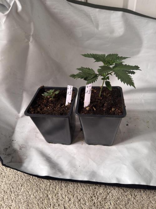 ACE Seeds Pheno Hunt: Killer A5 & Congo. Week 4 - Thai Fantasy freebie comparison on Day 26. LOL!