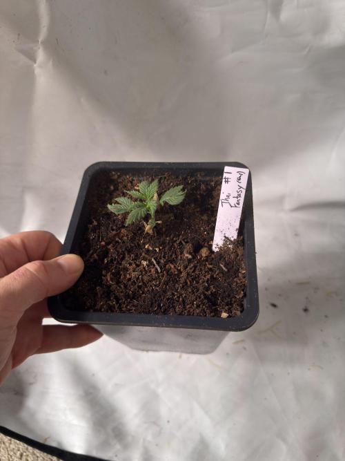 ACE Seeds Pheno Hunt: Killer A5 & Congo. Week 4 - Lmfao poor #1.... Mutated, shrimpy... watch her end up being the best :D