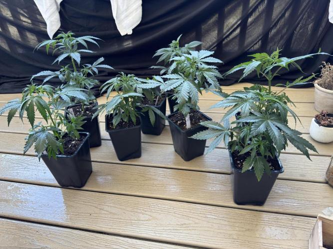 ACE Seeds Pheno Hunt: Killer A5 & Congo. Week 5 - All the girls (or boys) after getting sprayed down with Athena IPM