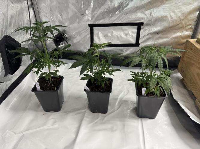 ACE Seeds Pheno Hunt: Killer A5 & Congo. Week 5 - Congo - Day 35