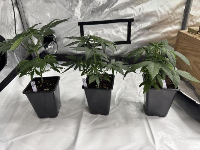 ACE Seeds Pheno Hunt: Killer A5 & Congo. Week 5 - Killer A5 - Day 35