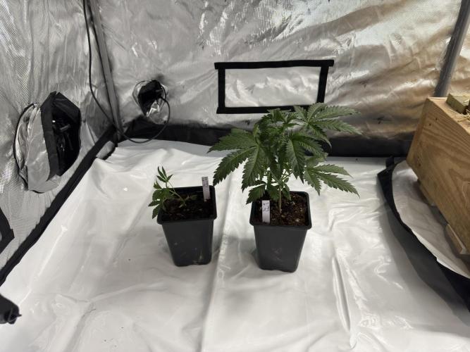 ACE Seeds Pheno Hunt: Killer A5 & Congo. Week 5 - Thai Fantasy - Day 35. #1 is just hanging on for dear life LOL.