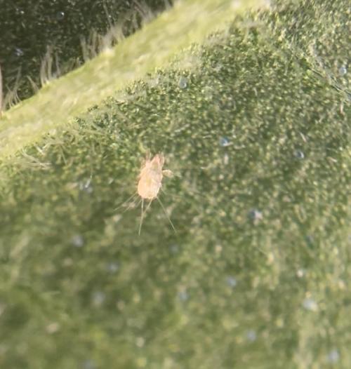 ACE Seeds Pheno Hunt: Killer A5 & Congo. Week 5 - Close-up of the pest. No idea what this is