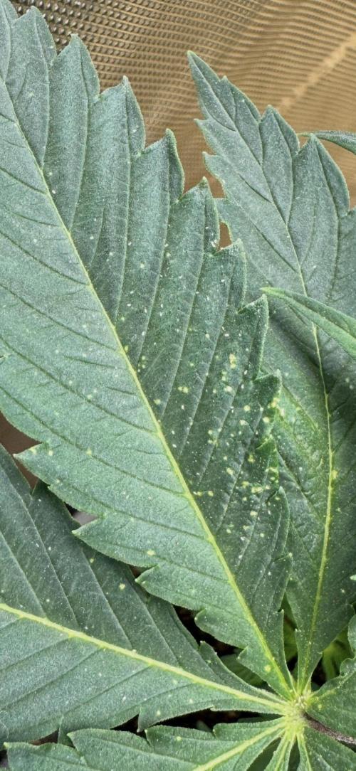 ACE Seeds Pheno Hunt: Killer A5 & Congo. Week 5 - Picture of the pest damage on a leaf