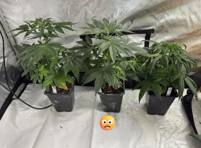 ACE Seeds Pheno Hunt: Killer A5 & Congo. Week 6 - A5 # 1, 2 and 3 on day 45