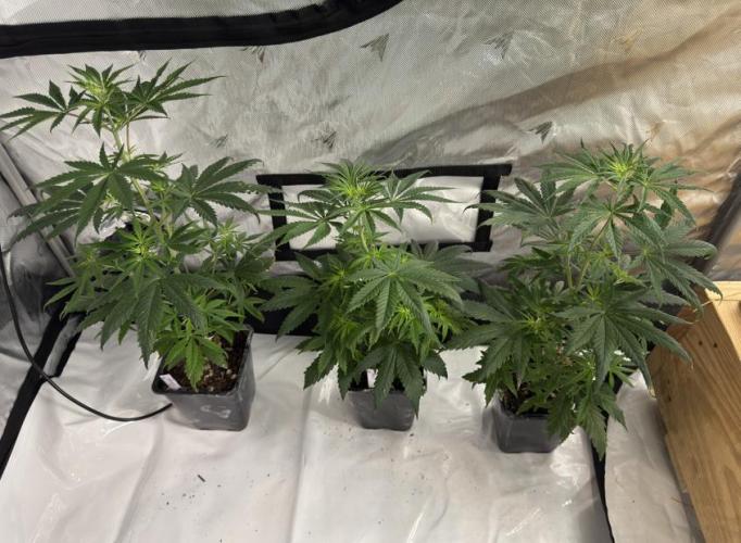 ACE Seeds Pheno Hunt: Killer A5 & Congo. Week 6 - Congo #s 1, 2 and 3 on Day 45