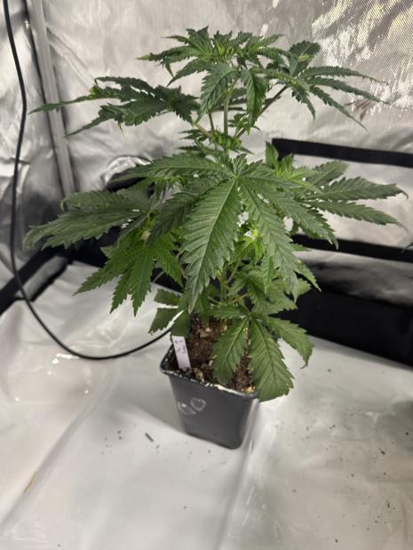 ACE Seeds Pheno Hunt: Killer A5 & Congo. Week 6 - Thai Fantasy#2 on Day 45