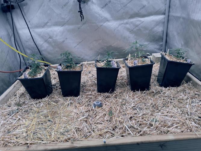 Santa Marta Columbian Gold. Week 4 - Clones of each pheno getting acclimated to the HLG Diablo before planting in bed