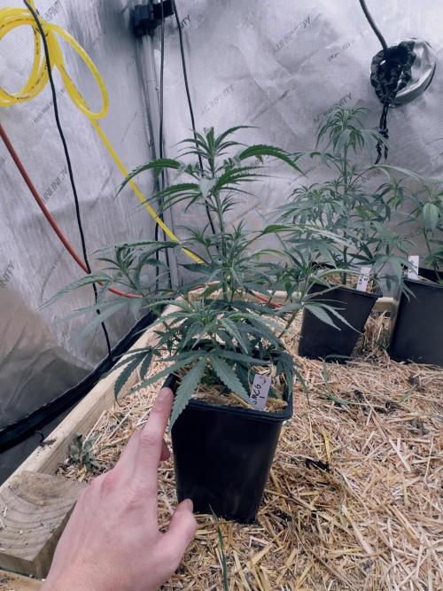 Santa Marta Columbian Gold. Week 4 - Pheno #1 - The perfect medium of vigor, size, lower branching and structure.
