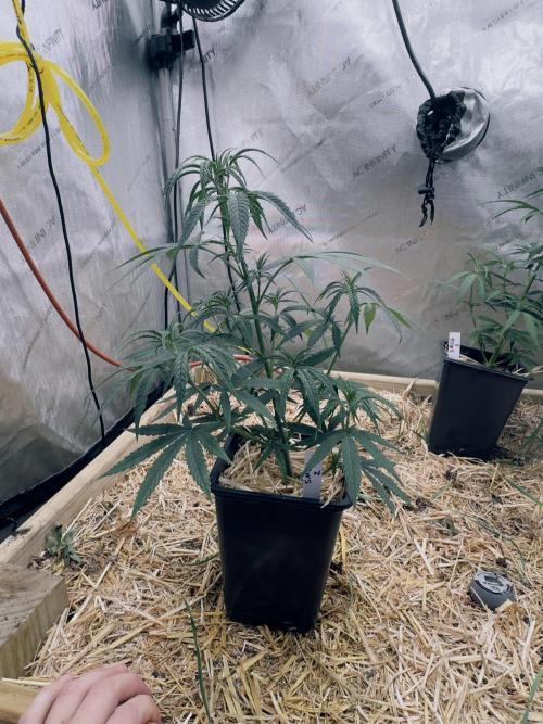 Santa Marta Columbian Gold. Week 4 - Pheno #2, graded just lower than #1, but still shows good vigor & structure