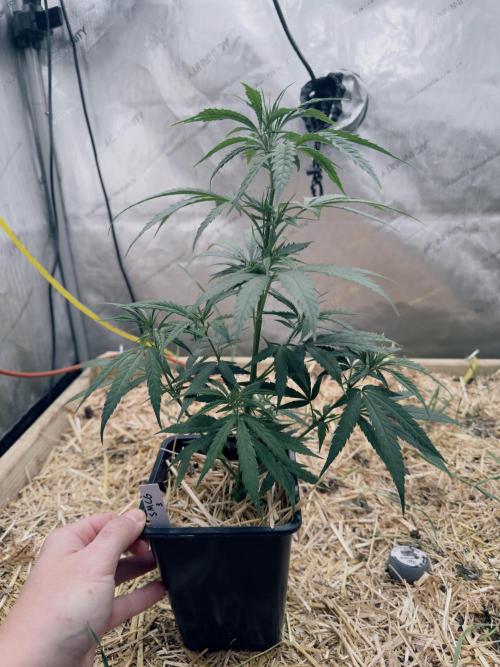 Santa Marta Columbian Gold. Week 4 - Pheno #3 is my favorite. Tight 'nodal spacing, good structure, crazy vigorous