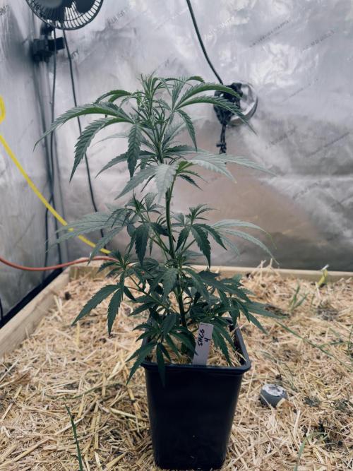 Santa Marta Columbian Gold. Week 4 - Pheno #4, tightest internodal spacing, lower branching not the best though.