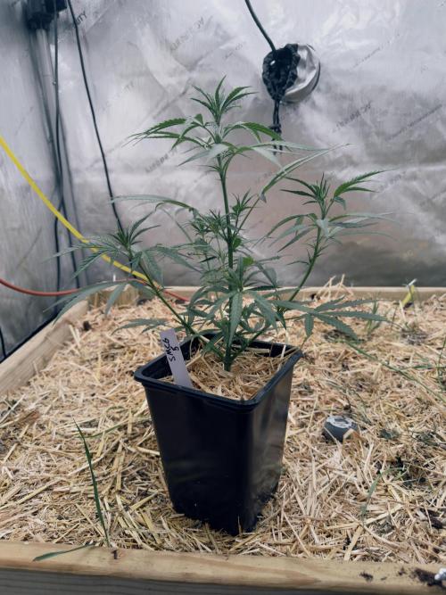 Santa Marta Columbian Gold. Week 4 - Pheno #5 is the lankiest of the bunch. Best lower branching!