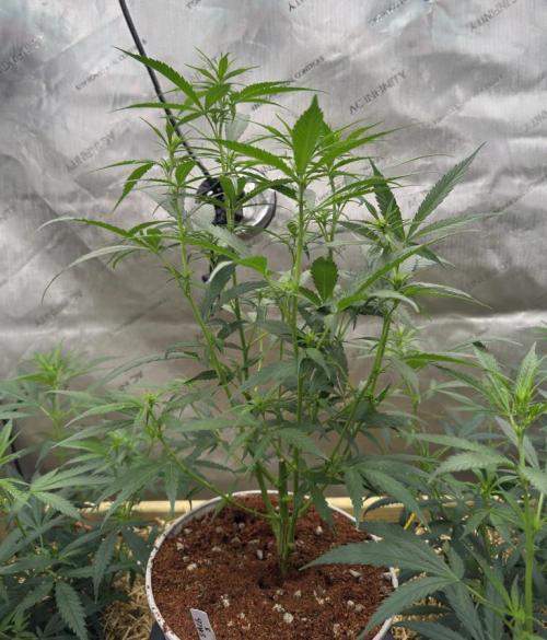 Santa Marta Columbian Gold. Week 3 - Pheno #3 turned out to be a male! I quickly removed from the bed and into a pot