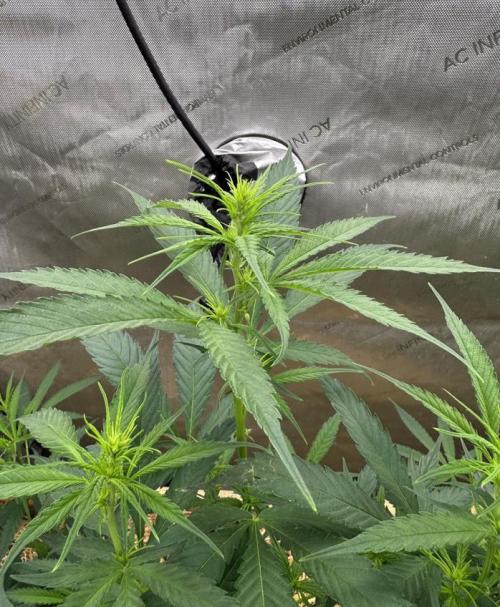 Santa Marta Columbian Gold. Week 3 - Juuuuuuuust beginning to flower