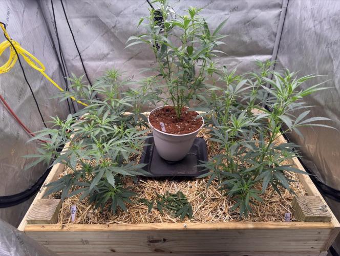 Santa Marta Columbian Gold. Week 3 - All phenos on day 21 after flip, just starting to show signs of flower