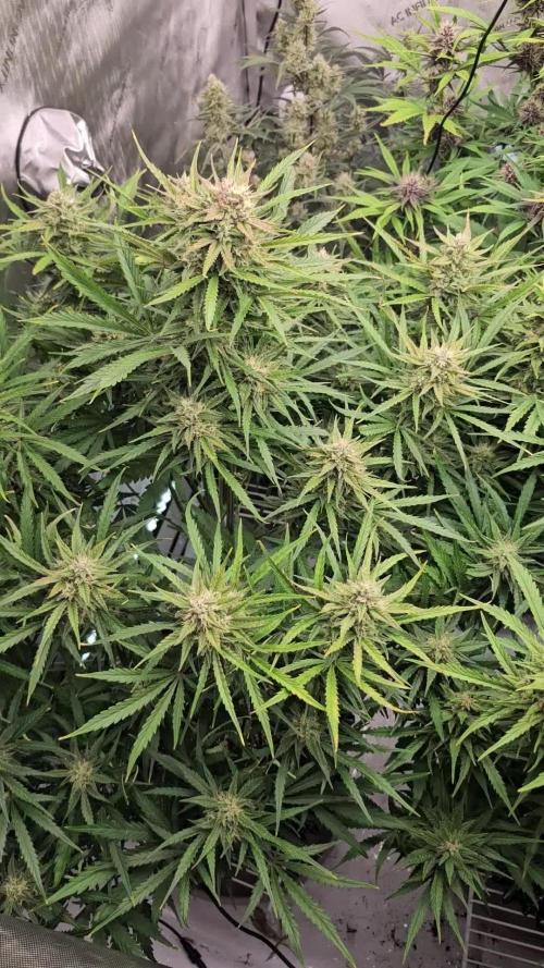 POUND CAKE AUTO