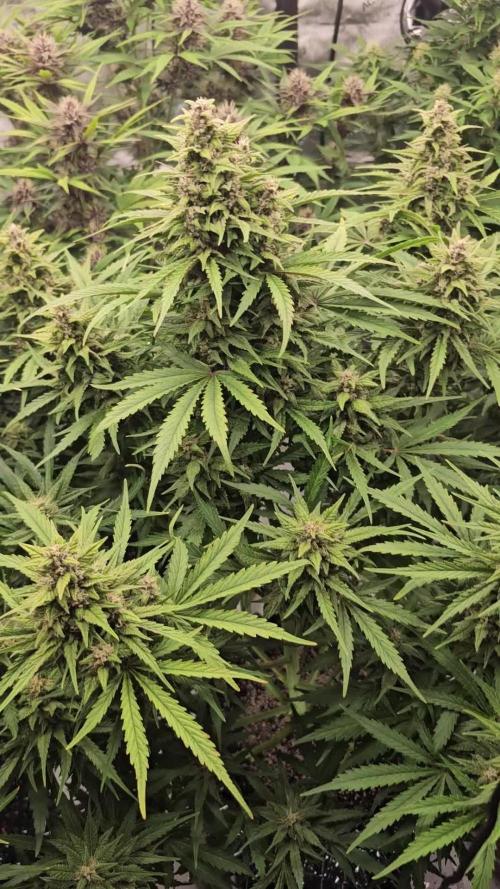 banana purple punch auto