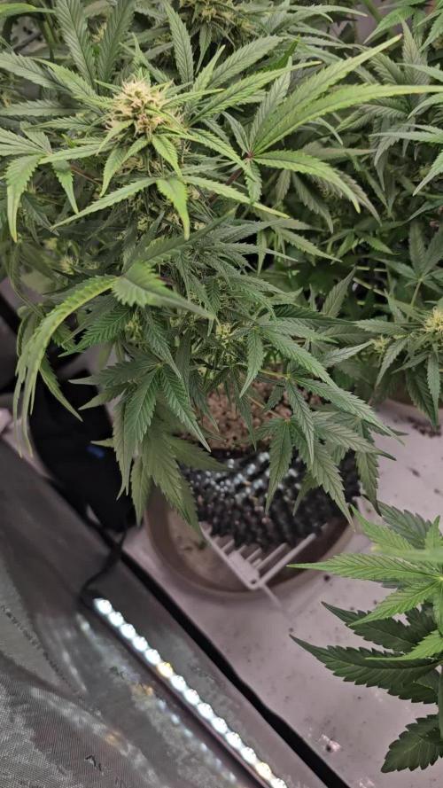 Sour Jealousy Auto