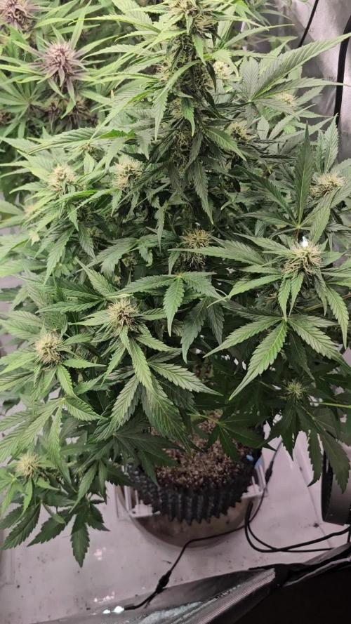 Gorilla cookies auto