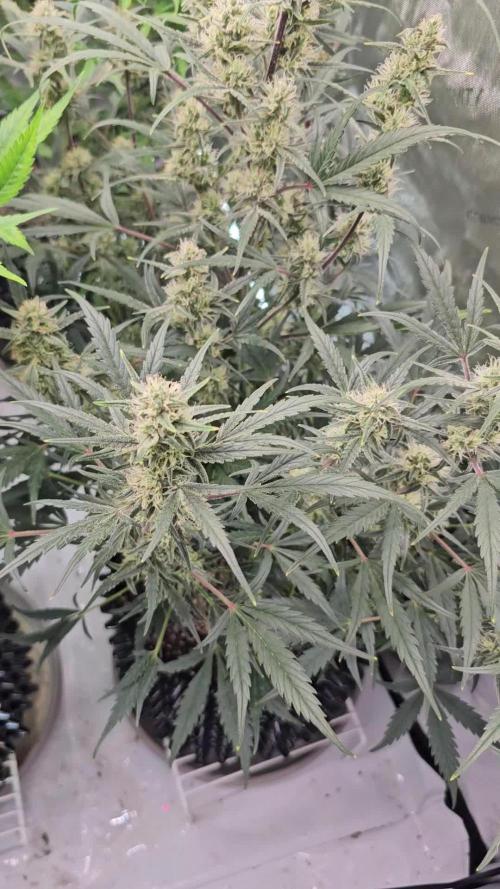 Strawberry Gorilla Auto