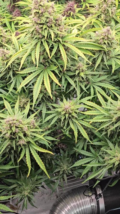 banana purple punch auto