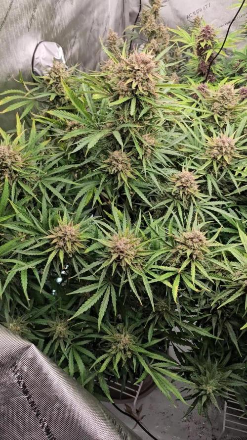 POUND CAKE AUTO