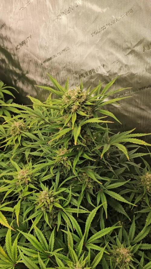 Sour Jealousy Auto