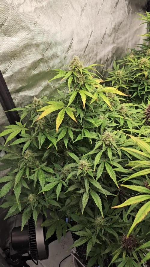 Gorilla cookies auto