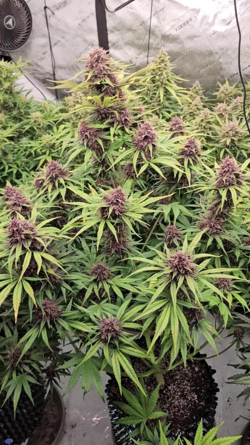 LSD-25 AUTO