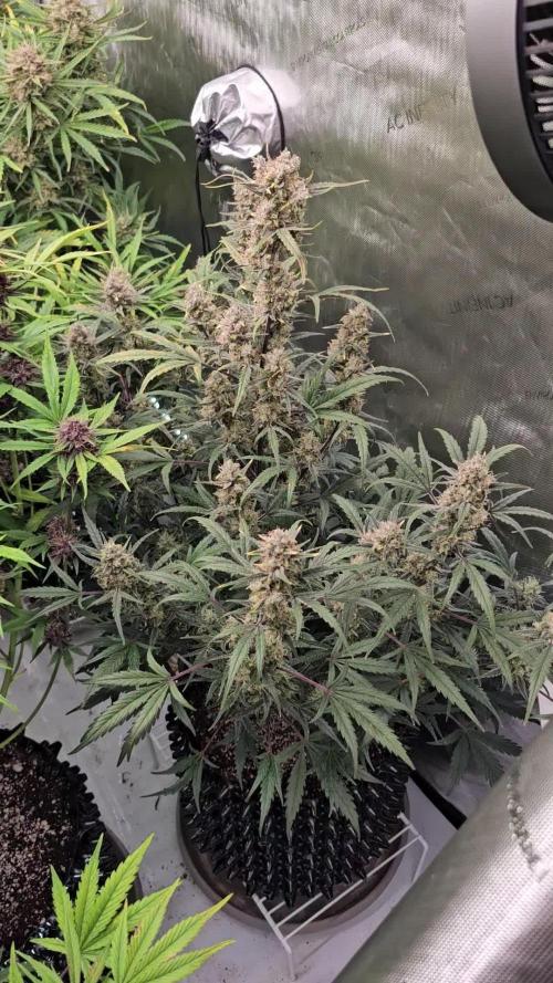 Strawberry Gorilla Auto