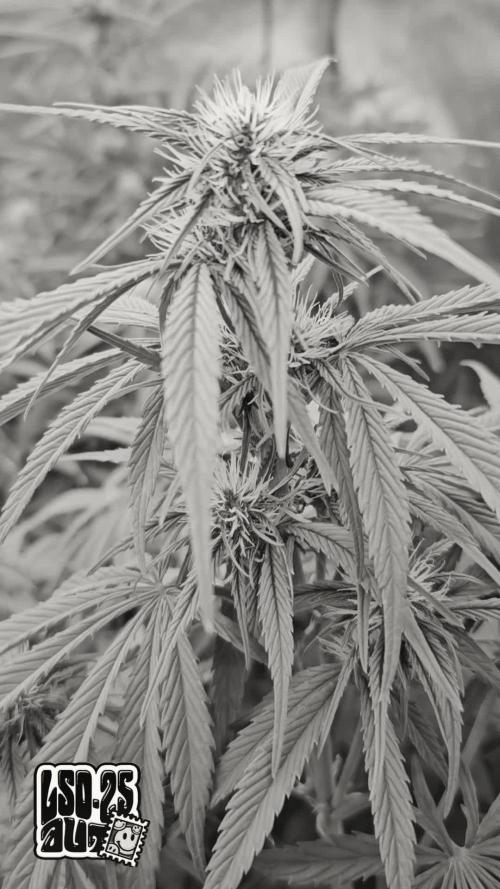 LSD-25 AUTO