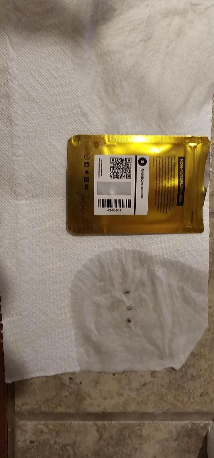 Rainbow Melon Feminized. Week 0