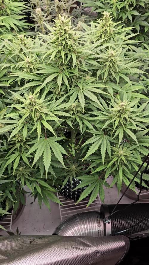 banana purple punch auto