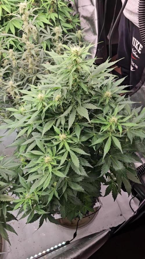 Gorilla cookies auto