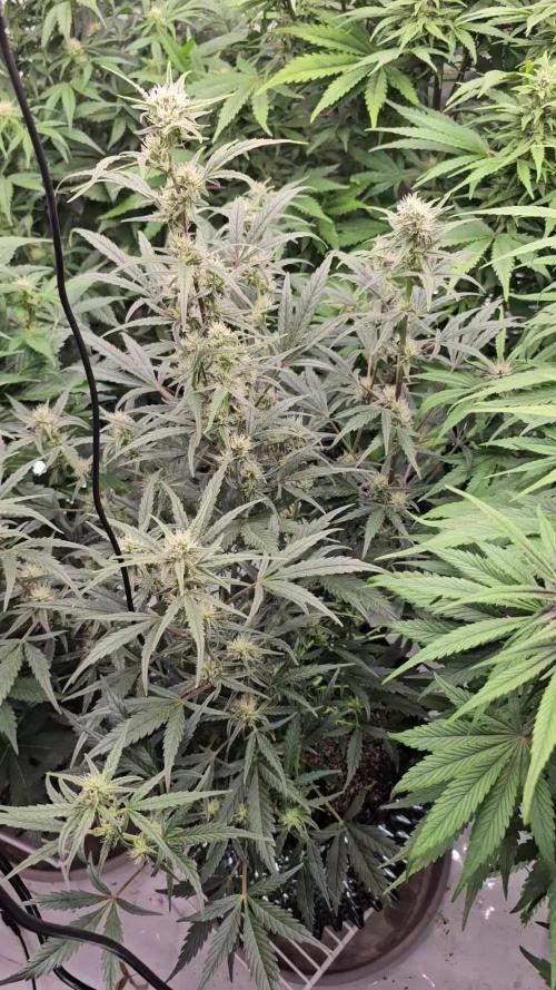 Strawberry Gorilla Auto