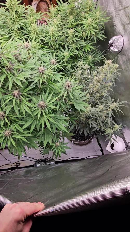 LSD-25 AUTO