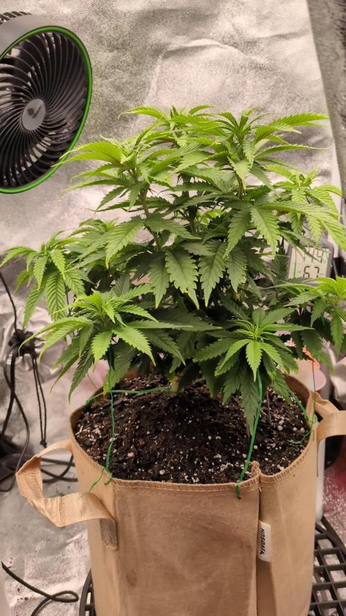 Peyote Zkittlez - Indoor 2x2