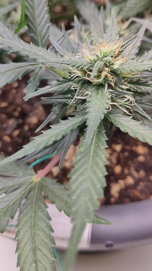 Papaya Zoap