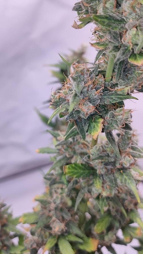 Eternity Cup 2025- Runtz  Auto