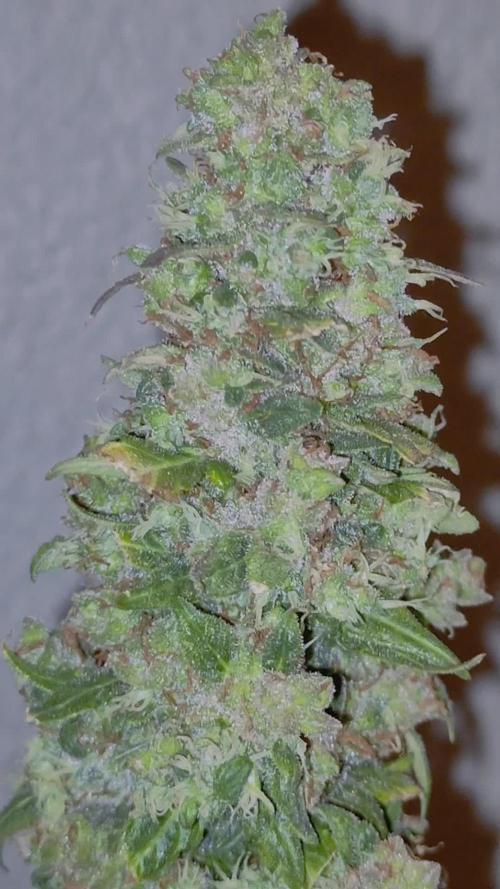 Eternity Cup 2025- Runtz  Auto