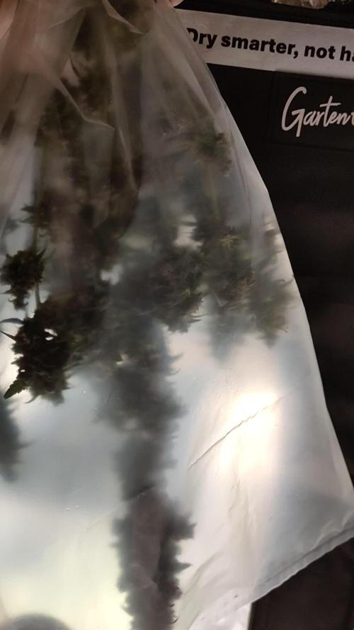 Eternity Cup 2025- Runtz  Auto