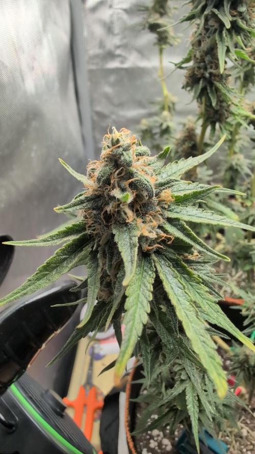 Pink Gelato