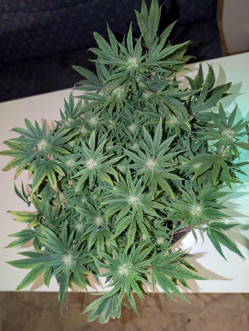 Rainbow Sherbet #11. Week 12