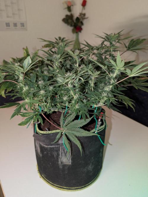 Rainbow Sherbet #11. Week 12