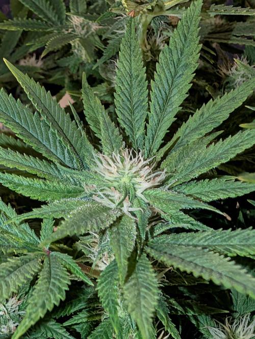 Rainbow Sherbet #11. Week 12