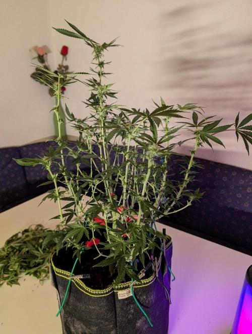 RAINBOW FLAKEZ. Week 12